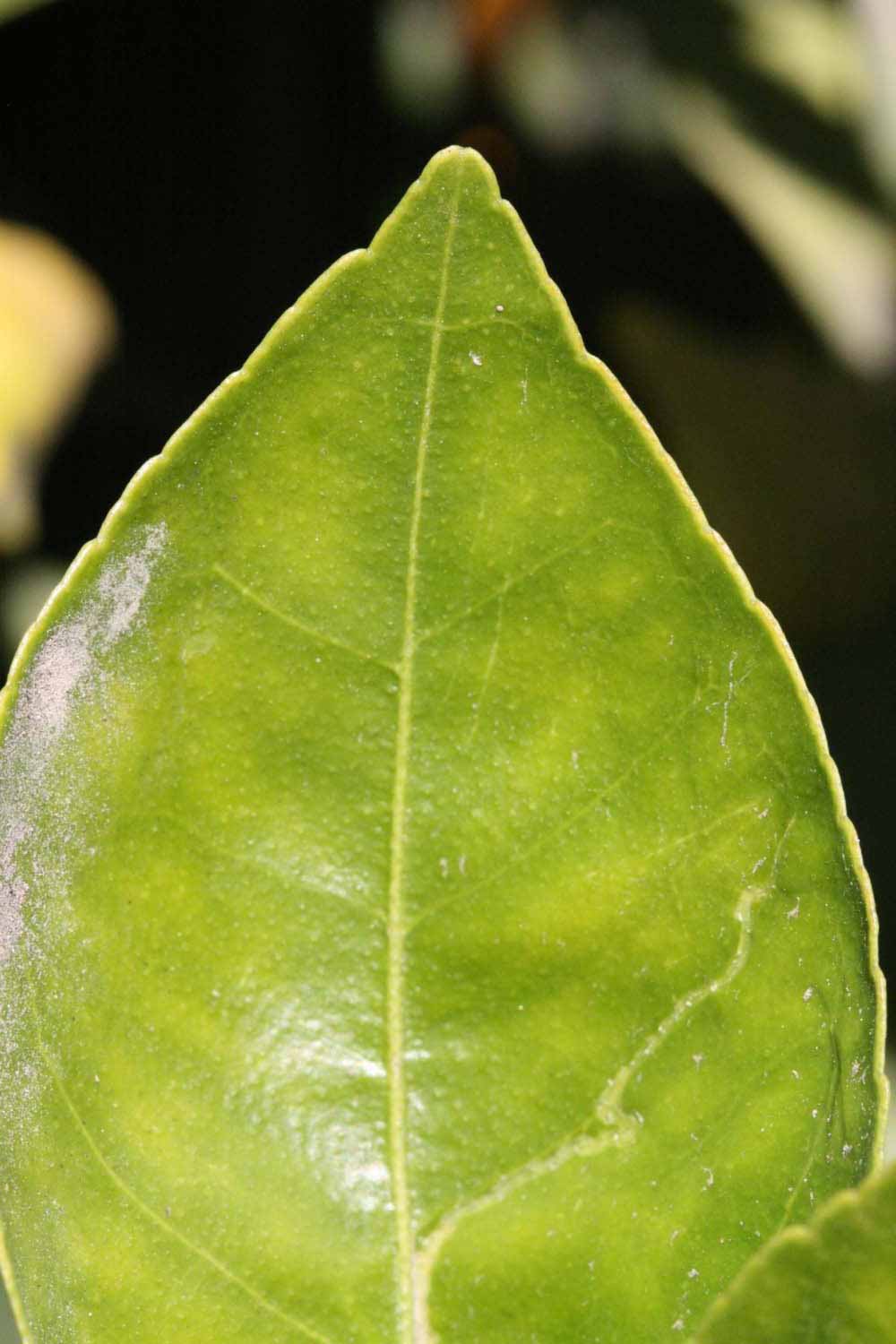              Margin (Riverside, CA)       